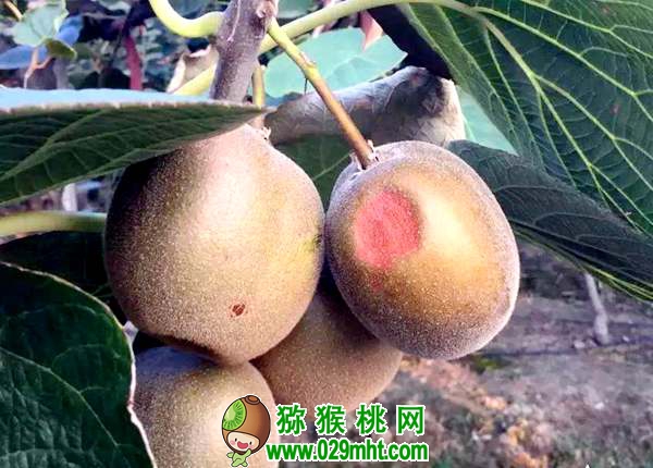 <a href=http://www.elccg.cn/mht/hongyang/ target=_blank class=infotextkey />红阳beat365猕猴桃</a>深受市场青睐!栽培红阳应注意这几个问题