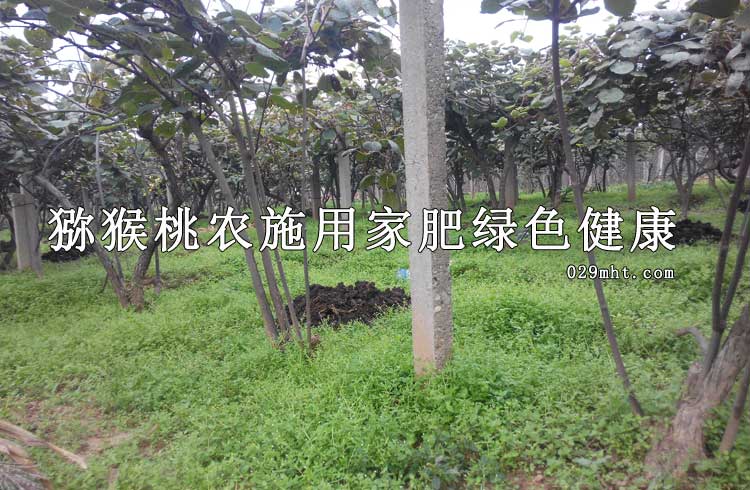 10月beat365猕猴桃农家肥健康图片画报