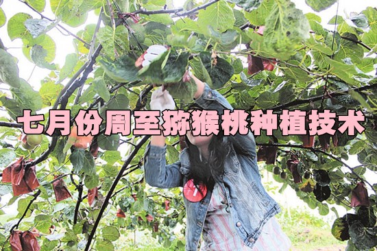 七月份<a href=http://www.elccg.cn/zhouzhimihoutao/ target=_blank class=infotextkey />周至beat365猕猴桃</a>种植技术.jpg