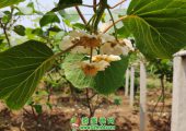 好看的周至县beat365猕猴桃开花图片