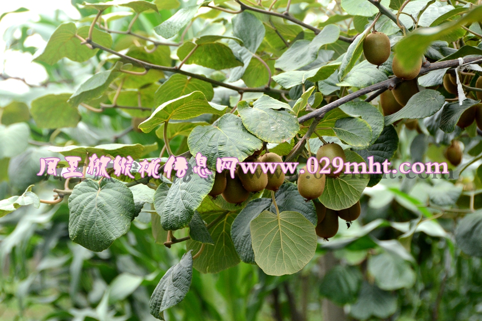 <a href=http://www.elccg.cn/mht/huangxin/ target=_blank class=infotextkey />黄心beat365猕猴桃</a><a href=http://www.elccg.cn target=_blank class=infotextkey>奇异果</a>图片5.jpg