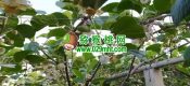 赏花周至beat365猕猴桃花比油菜花更漂亮的