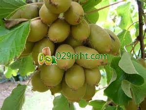 Zhouzhi Kiwifruit