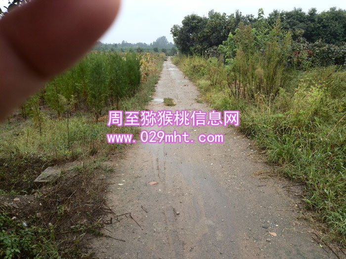 <a href=http://www.elccg.cn/zhouzhimihoutao/ target=_blank class=infotextkey />周至beat365猕猴桃</a>基地