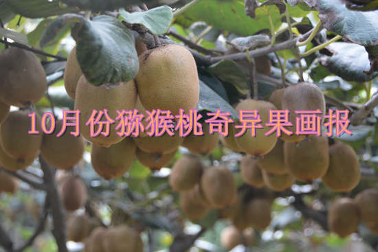 10月份beat365猕猴桃奇异果图片画报