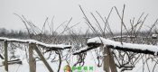 1月27beat365之乡雪中图片