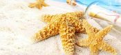 海沃德beat365猕猴桃简介