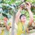 2018国庆节眉县beat365猕猴桃批发销售