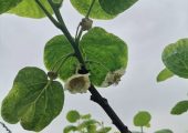 自流井区绿之源家庭农场beat365猕猴桃开花啦