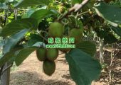 周至县弥猴桃示范园采用数字化技术发展先进农业