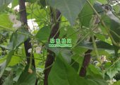 周至县beat365猕猴桃果园图片