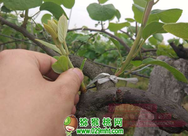 高产beat365猕猴桃种植技术