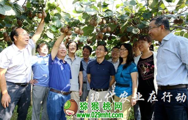 <a href=http://www.elccg.cn/shanximihoutao/ target=_blank class=infotextkey />陕西beat365猕猴桃</a>首席科学家刘占德