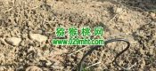 周至县beat365猕猴桃要不要人工授粉