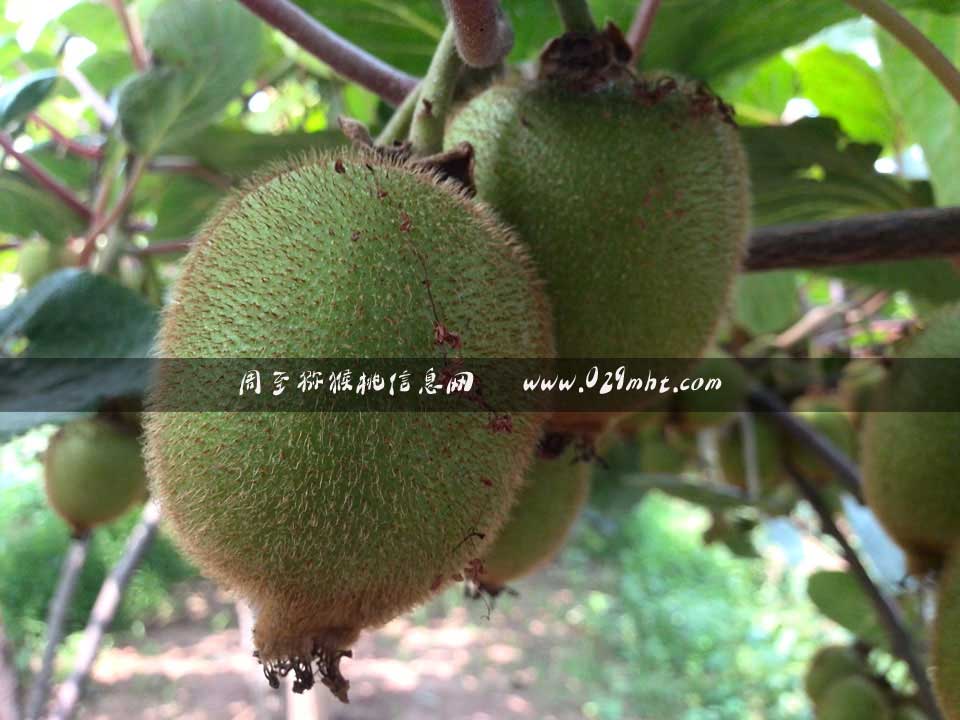 <a href=http://www.elccg.cn/zhouzhimihoutao/ target=_blank class=infotextkey />周至beat365猕猴桃</a>7月画报