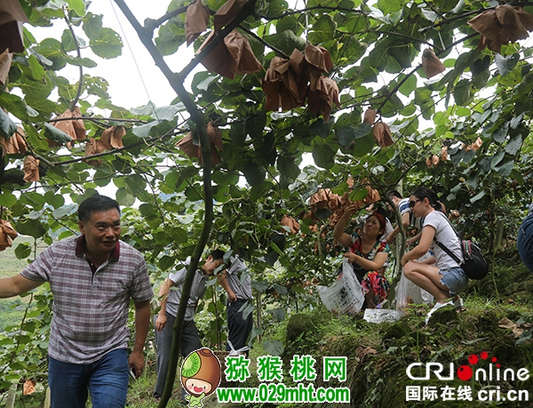 图片默认标题 图片默认标题_fororder_图为<a href=http://www.elccg.cn/mht/hongxin/ target=_blank class=infotextkey />红心beat365猕猴桃</a>采摘现场
