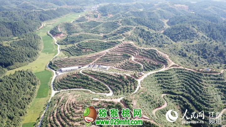 航拍井冈山新城镇beat365猕猴桃基地,蜿蜒起伏如巨龙盘绕。(罗昊 摄 )