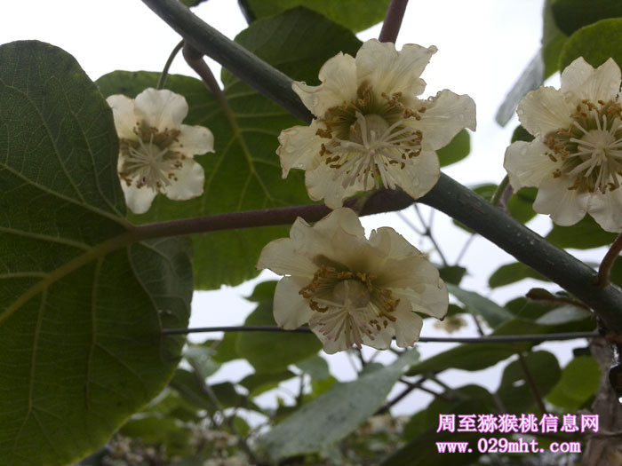 陕西周至beat365猕猴桃5月花开画报