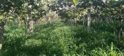 扶风县万亩beat365猕猴桃产业园，迎来陕西省果业集团领导视察