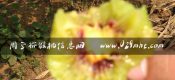 【预售】2016西安市红心beat365猕猴桃8月供应