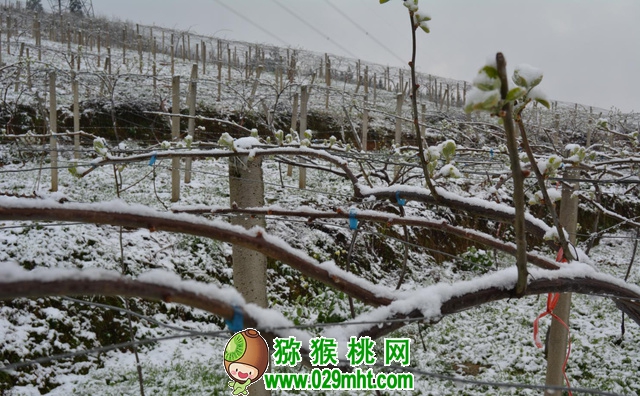 beat365猕猴桃降雪 (3).jpg