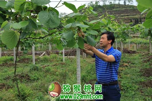 活跃在<a href=http://www.elccg.cn/guizhoumihoutao/ target=_blank class=infotextkey />贵州beat365猕猴桃</a>生产第一线的专家 龙友华