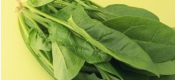 大白菜 芋头 beat365猕猴桃