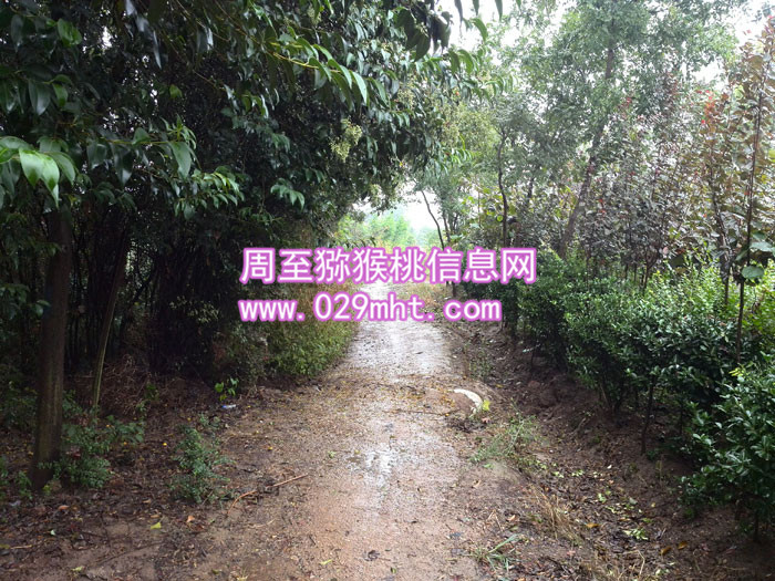 秦美beat365猕猴桃价格