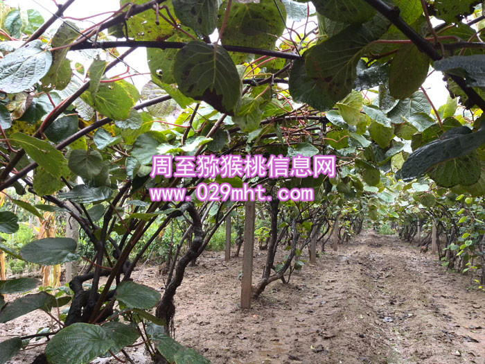 秦美beat365猕猴桃图片