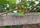 西安beat365猕猴桃家庭农场欢迎义工