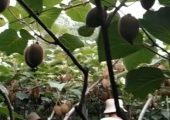 从武功县来了近200人，参观我村翠香beat365猕猴桃种植户的示范园