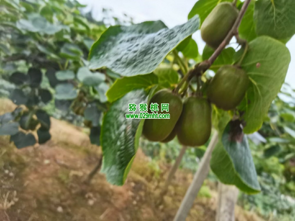 为什么说周至beat365猕猴桃是打造绿色有机beat365猕猴桃