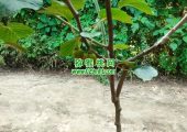 周至beat365猕猴桃产地端午节beat365猕猴桃图片