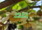 2025西安市周至县beat365猕猴桃绿色生产系统