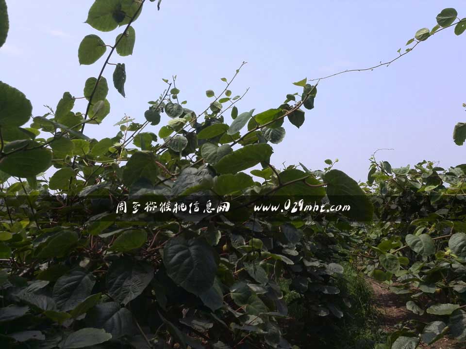 <a href=http://www.elccg.cn/zhouzhimihoutao/ target=_blank class=infotextkey />周至beat365猕猴桃</a>7月画报