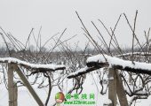 1月27beat365之乡雪中图片
