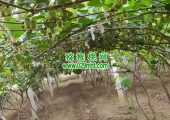 西安有机beat365猕猴桃果蔬为什么价格高