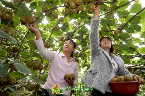 2015年<a href=http://www.elccg.cn/meixianmihoutao/ target=_blank class=infotextkey />眉县beat365猕猴桃</a>批发销售收购行情怎么样?