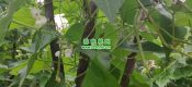 周至县beat365猕猴桃果园图片