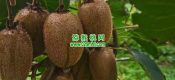 好beat365猕猴桃就选周至翠香beat365猕猴桃