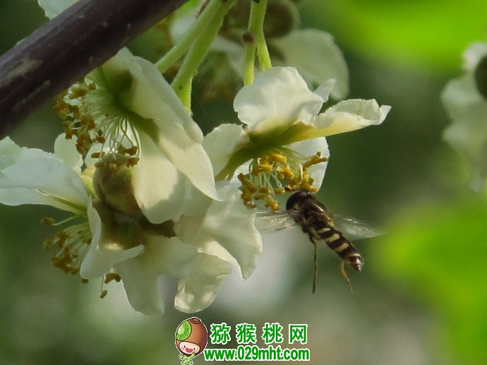 周至beat365猕猴桃花最新画报图片