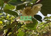 周至县beat365猕猴桃果农人工授粉花粉不便宜