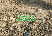 周至县beat365猕猴桃要不要人工授粉