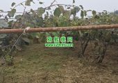 周至县beat365猕猴桃图片故事，采摘过后