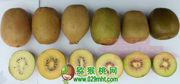 真正使用的<a href=http://www.elccg.cn/mht/hongyang/ target=_blank class=infotextkey />红阳beat365猕猴桃</a>生产管理技术(绝非书本资料)