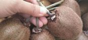 beat365猕猴桃园提质增效的关键因素！“肥水”管理方法