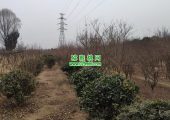2023周至县beat365猕猴桃图片春节期间照片