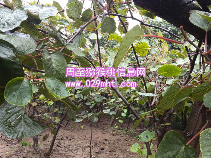 秦美beat365猕猴桃批发