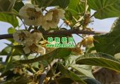 周至县beat365猕猴桃怎么样？