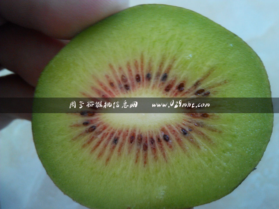 <a href=http://www.elccg.cn/mht/hongxin/ target=_blank class=infotextkey />红心beat365猕猴桃</a>价格